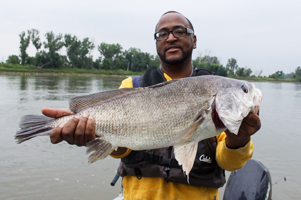 Missouri Nehri Tatlı Su Davul | BüyükMissouri Nehri Tatlı Su Davul | Büyük  