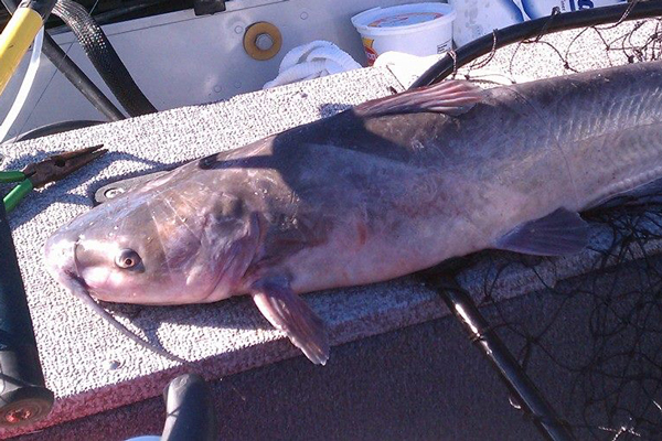 channel-catfish-2