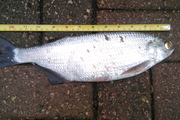 goldeneye fish